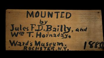 Media type: image; Mammalogy 6321   Description: Original wooden panel found inside mounted specimen. ;